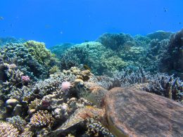 Corals are made up of small colonial organisms: the polyps.