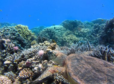 Corals are made up of small colonial organisms: the polyps.