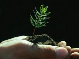 La reforestation est un enjeu dans la protection de notre environnement - ©Getty - Doug Wilson