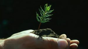 La reforestation est un enjeu dans la protection de notre environnement - ©Getty - Doug Wilson