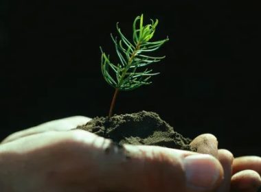 La reforestation est un enjeu dans la protection de notre environnement - ©Getty - Doug Wilson