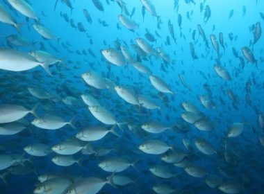 Les espèces invasives envahissent la Méditerranée, Taketo Oishi/The Yomiuri Shimbun/AFP