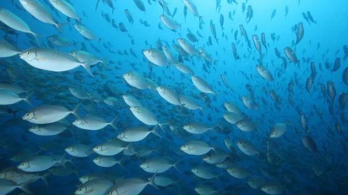 Les espèces invasives envahissent la Méditerranée, Taketo Oishi/The Yomiuri Shimbun/AFP