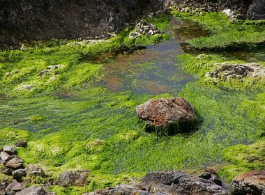 Le danger d’intoxication à l’hydrogène sulfuré (H2S) que dégagent les algues en se décomposant est désormais connu. Photo : Flickr Steluma