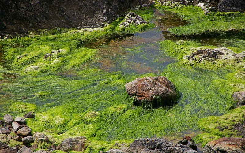 Le danger d’intoxication à l’hydrogène sulfuré (H2S) que dégagent les algues en se décomposant est désormais connu. Photo : Flickr Steluma