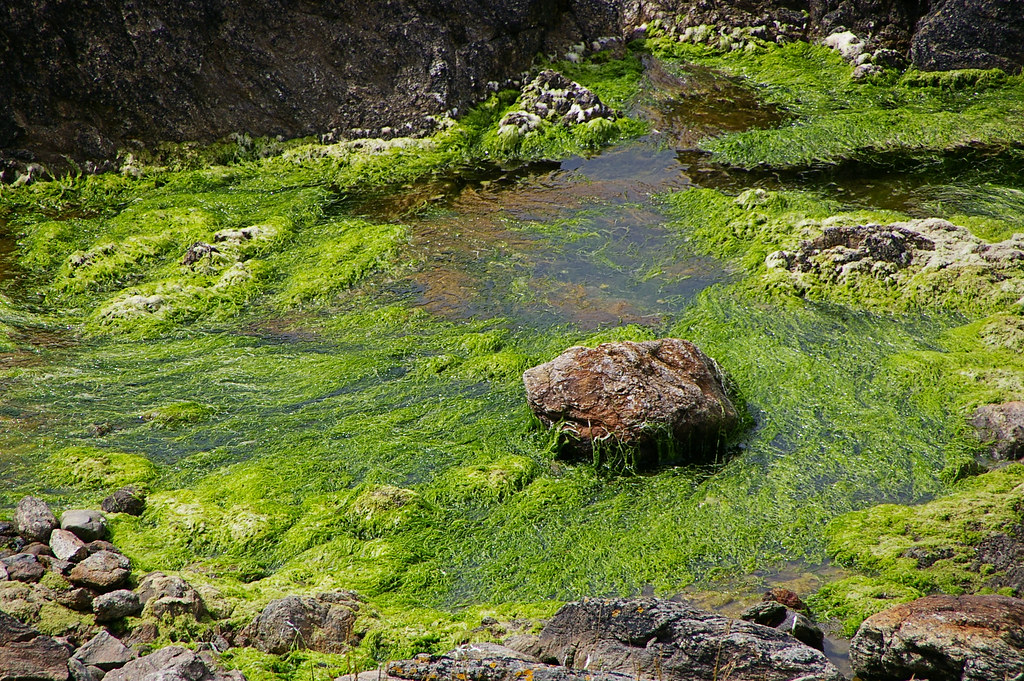 Le danger d’intoxication à l’hydrogène sulfuré (H2S) que dégagent les algues en se décomposant est désormais connu. Photo : Flickr Steluma