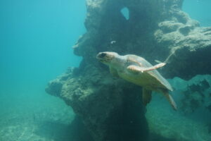 Les tortues marines aident l’écosystème des récifs coralliens à rester productif et sain et jouent un rôle important dans le maintien de l’équilibre du réseau trophique. Crédit : Amélie Joret