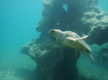 Les tortues marines aident l’écosystème des récifs coralliens à rester productif et sain et jouent un rôle important dans le maintien de l’équilibre du réseau trophique. Crédit : Amélie Joret