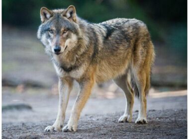 Le loup est apparu il y a deux millions d'années sur le territoire américain - Photo d'illustration Odile VARET/DR