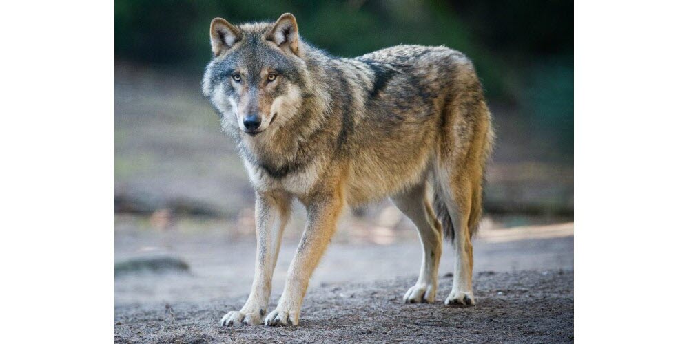 Le loup est apparu il y a deux millions d'années sur le territoire américain - Photo d'illustration Odile VARET/DR