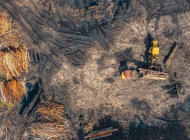La déforestation massive pourrait impacter la biodiversité de l'ensemble de notre planète. Crédits: Pixels.