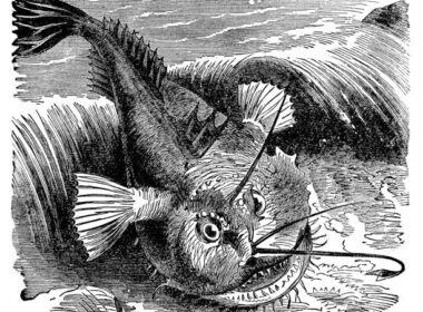 Dessin d'une baudroie abyssale datant du 19ème siècle @Pixabay