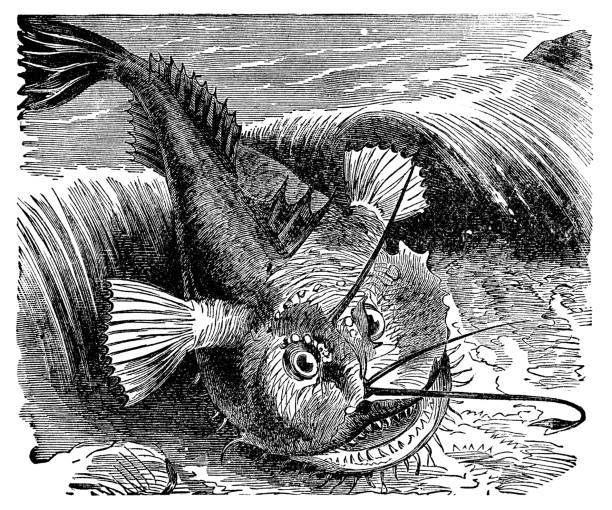 Dessin d'une baudroie abyssale datant du 19ème siècle @Pixabay